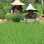 Hambatan Baru Perdagangan Pertanian