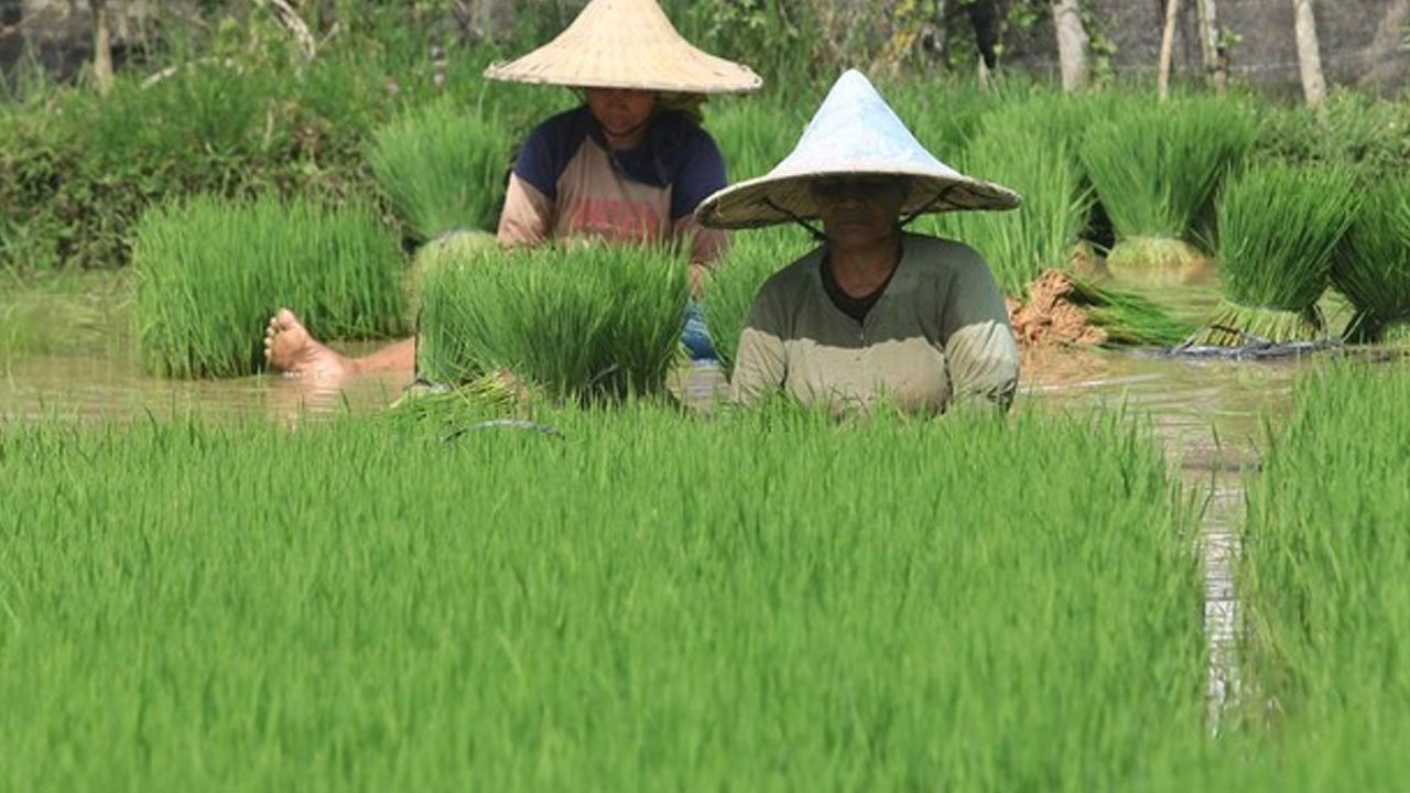 Hambatan Baru Perdagangan Pertanian